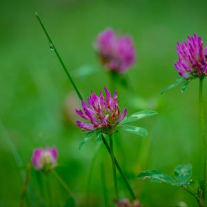 Preview wallpaper clover, flowers, bud, plant