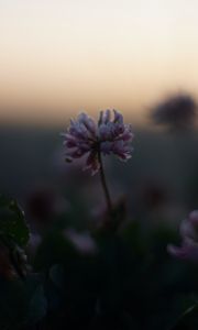 Preview wallpaper clover, flowers, buds, evening