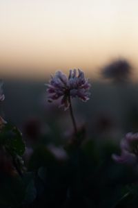 Preview wallpaper clover, flowers, buds, evening