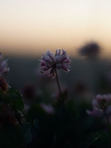 Preview wallpaper clover, flowers, buds, evening