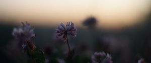 Preview wallpaper clover, flowers, buds, evening