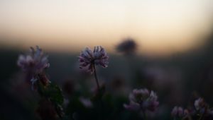 Preview wallpaper clover, flowers, buds, evening