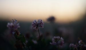 Preview wallpaper clover, flowers, buds, evening