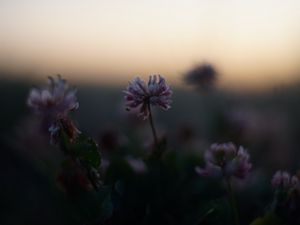 Preview wallpaper clover, flowers, buds, evening