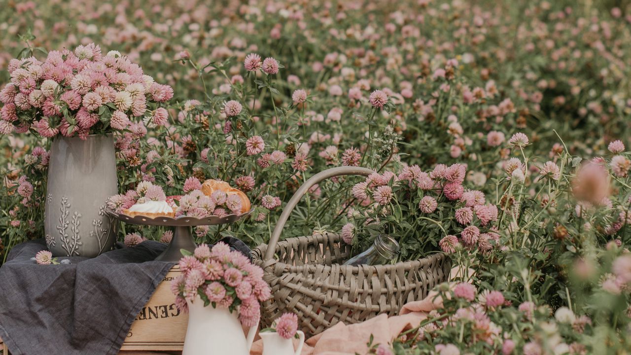 Wallpaper clover, flowers, field, wild, bouquets