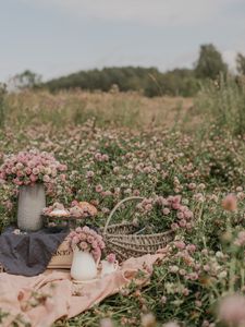 Preview wallpaper clover, flowers, field, wild, bouquets