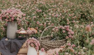 Preview wallpaper clover, flowers, field, wild, bouquets