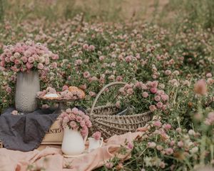 Preview wallpaper clover, flowers, field, wild, bouquets