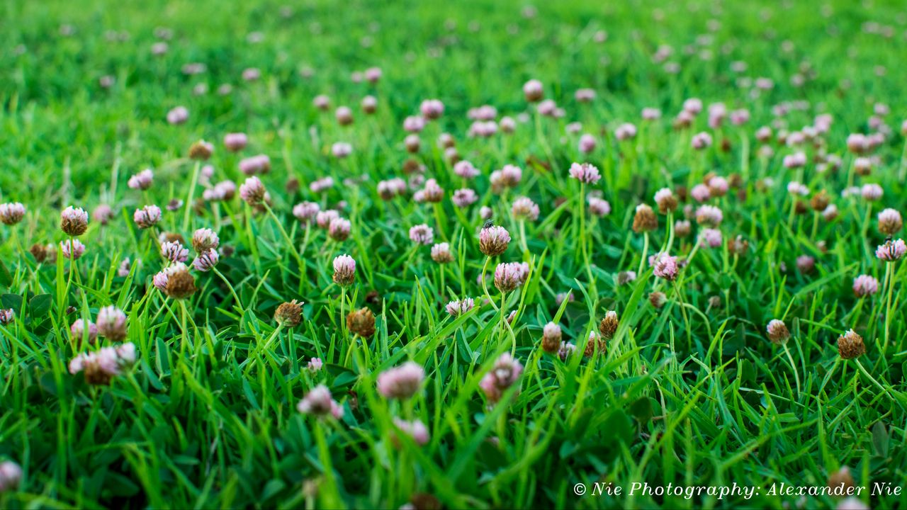 Wallpaper clover, flowers, grass