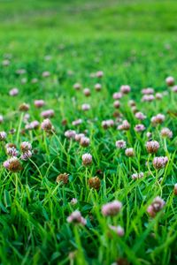 Preview wallpaper clover, flowers, grass