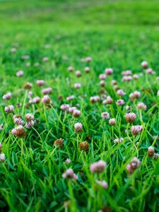 Preview wallpaper clover, flowers, grass