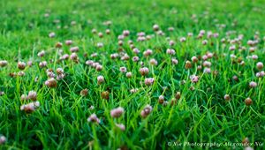 Preview wallpaper clover, flowers, grass