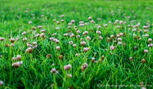 Preview wallpaper clover, flowers, grass