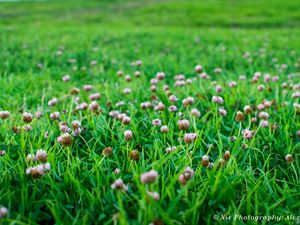 Preview wallpaper clover, flowers, grass