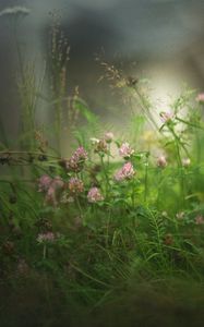 Preview wallpaper clover, flowers, grass, fog, blur