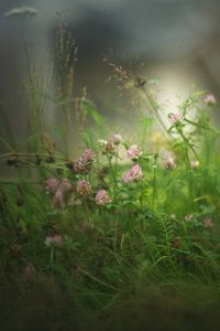 Preview wallpaper clover, flowers, grass, fog, blur