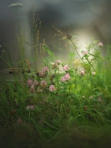 Preview wallpaper clover, flowers, grass, fog, blur