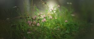 Preview wallpaper clover, flowers, grass, fog, blur