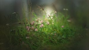 Preview wallpaper clover, flowers, grass, fog, blur