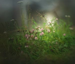 Preview wallpaper clover, flowers, grass, fog, blur