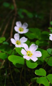 Preview wallpaper clover, flowers, leaves, plants, macro