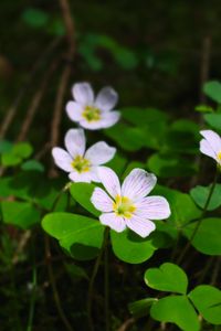 Preview wallpaper clover, flowers, leaves, plants, macro