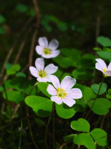 Preview wallpaper clover, flowers, leaves, plants, macro