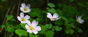 Preview wallpaper clover, flowers, leaves, plants, macro