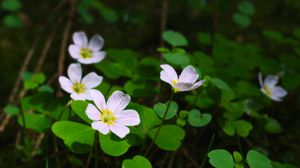 Preview wallpaper clover, flowers, leaves, plants, macro