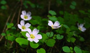 Preview wallpaper clover, flowers, leaves, plants, macro