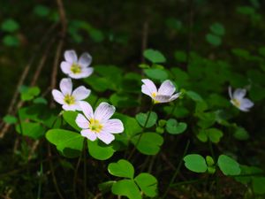 Preview wallpaper clover, flowers, leaves, plants, macro