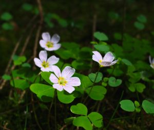 Preview wallpaper clover, flowers, leaves, plants, macro