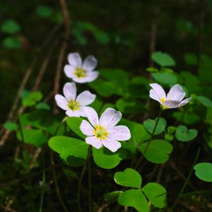 Preview wallpaper clover, flowers, leaves, plants, macro