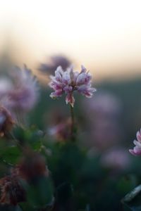 Preview wallpaper clover, flowers, petals, blur