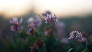 Preview wallpaper clover, flowers, petals, blur