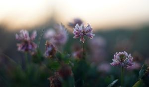 Preview wallpaper clover, flowers, petals, blur