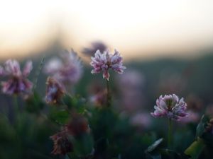 Preview wallpaper clover, flowers, petals, blur