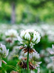 Preview wallpaper clover, flowers, plant