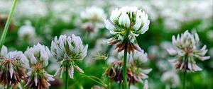 Preview wallpaper clover, flowers, plant