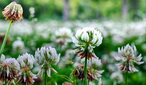 Preview wallpaper clover, flowers, plant