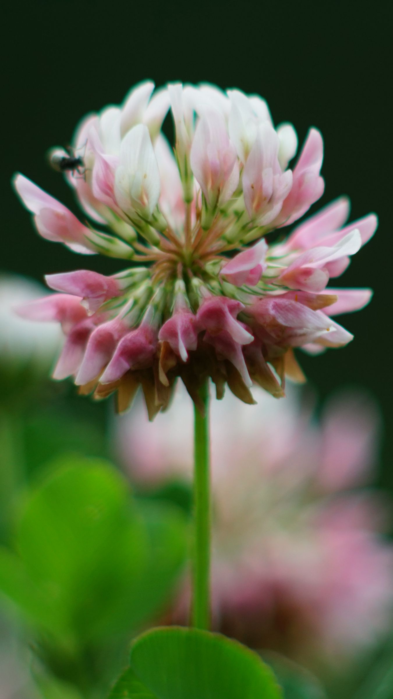 1350x2400 Wallpaper clover, flowers, plant, blur, macro