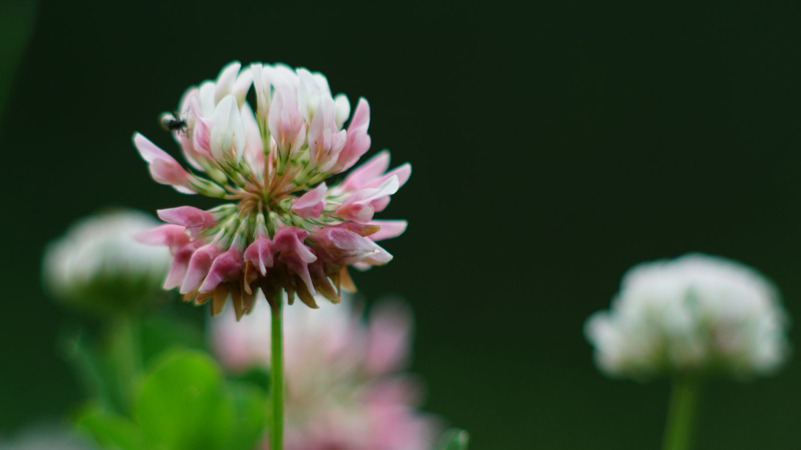 1600x900 Wallpaper clover, flowers, plant, blur, macro