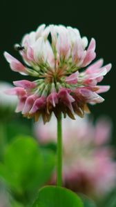 Preview wallpaper clover, flowers, plant, blur, macro