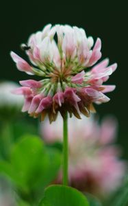 Preview wallpaper clover, flowers, plant, blur, macro