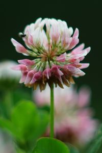 Preview wallpaper clover, flowers, plant, blur, macro