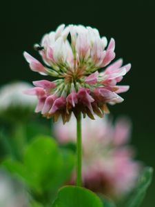 Preview wallpaper clover, flowers, plant, blur, macro