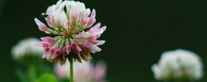 Preview wallpaper clover, flowers, plant, blur, macro