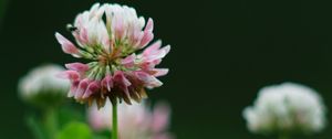 Preview wallpaper clover, flowers, plant, blur, macro