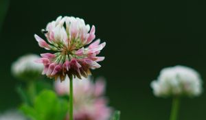 Preview wallpaper clover, flowers, plant, blur, macro