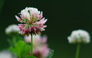 Preview wallpaper clover, flowers, plant, blur, macro
